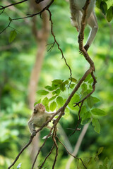 The monkey leader is threatening to drive away the monkeys in the herd.
