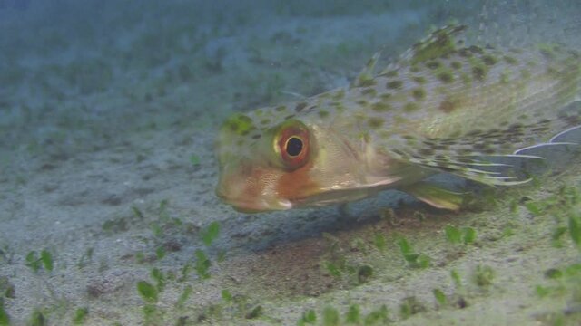 Helmut gurnard feeding, catching prey with mouth after poking in sand with tips of fins. Close-up shot on sandy bottom during day