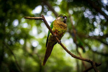 Periquitos no Parque das Aves, Foz do Iguaçu.
