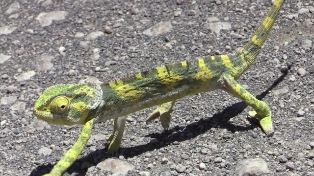 yellow-greenish chameleon walking on sandy ground. Body rocks back and forth by walking. Eyes rotating, medium shot showing all body parts except tail.