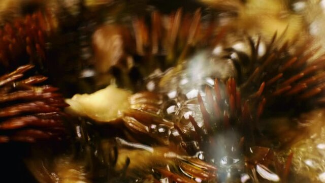 distillation process of flowers. Close-up of echinacea flowers boiling 4K.
