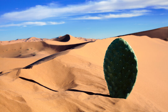 Morocco, Sahara, Merzouga, Erg Chebbi, cactus leaf in desert dune