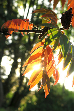 Germany, Saxony, Branch of&Ocirc;&oslash;&Omega;staghorn&Ocirc;&oslash;&Omega;sumac&Ocirc;&oslash;&Omega;(Rhus&Ocirc;&oslash;&Omega;typhina)&Ocirc;&oslash;&Omega;in autumn