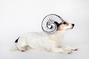Mongrel as Aries with drawn horn lying on white ground