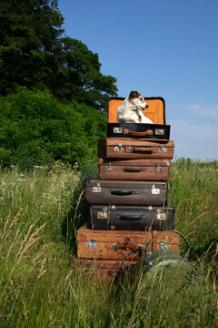 Stack of old leather suitcases with little dog on a meadow