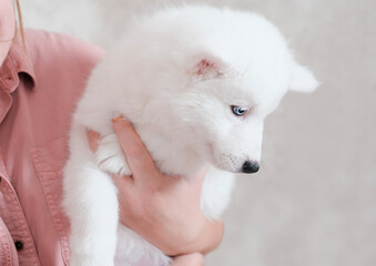 woman holding yakutian laika puppy while he looking aside. white dog on female hands. partial view. pet friends and care for domestic animals.