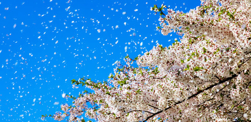 Spring wind, cherry blossoms
