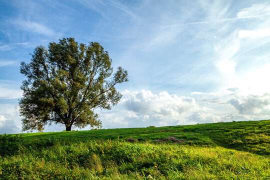Fototapeta Single tree on a meadow, Odenwald, Hesse, Germany
