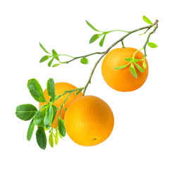 Orange fruit on tree branch isolated on white background