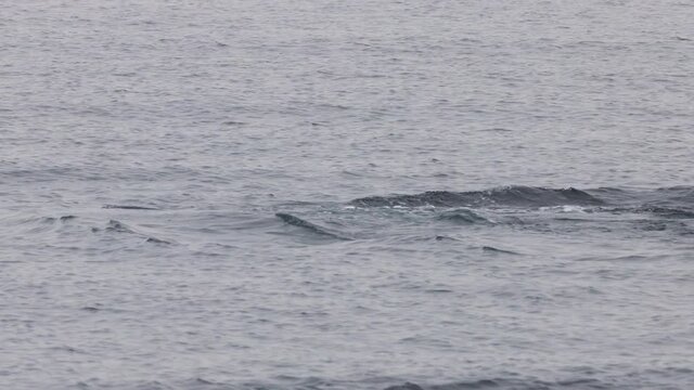Whale tail on whale watching cruise excursion tour activity from Victoria, Vancouver Island, British Columbia. Humpback whale fluking showing fluke diving in sea. Closeup wildlife photography
