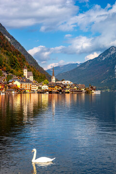 Austria,&Ocirc;&oslash;&Omega;Upper Austria, Hallstatt, Swan swimming in&Ocirc;&oslash;&Omega;Lake Hallstatt with coastal town in background
