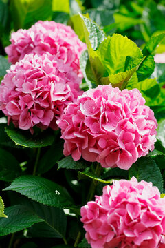 Germany, Pink blooming hydrangeas (Hydrangea macrophylla)