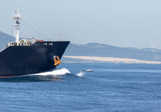 Spain, Tarifa, Cargo ship and bottlenose dolphin surfing the bow wave