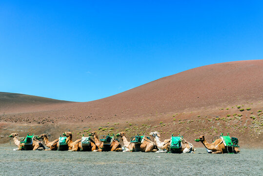 Camels resting in Lanzarote