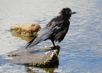 Black Crow wet after the bath