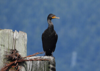 Cormorant sitting on wooden pole