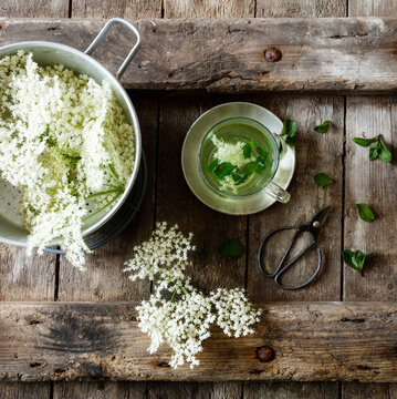 Saucepan with fresh elderflowers and cup of elderflower tea with mint