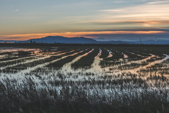 Spain, Ebro Delta, rice paddies at sunset