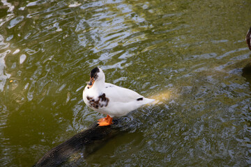 Pato silvestre en la laguna del parque forestal