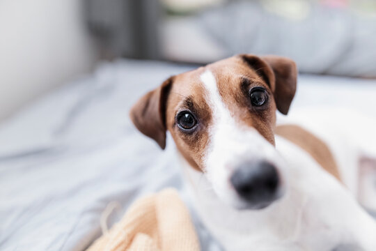 Portrait of Jack Russel Terrier