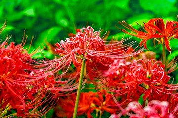 風土記の丘の彼岸花