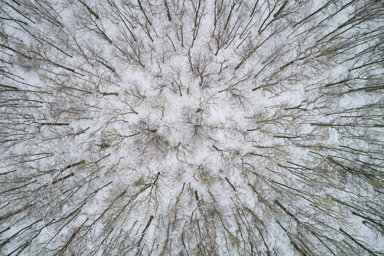 Germany, Bavaria, leafless forest trees in winter, aerial view