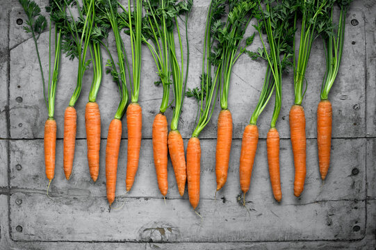 Row of fresh carrots lying on gray wooden surface