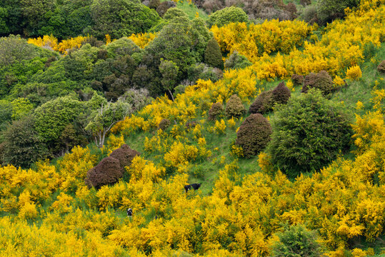 New Zealand, Otago, Common broom (Cytisus Scoparius) blooming in spring
