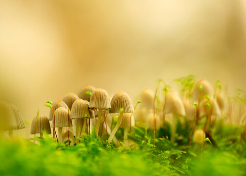 Bunch of fairy inkcaps (Coprinellus disseminatus) growing together