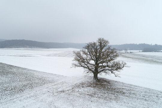 Germany, Bavaria, single old oak tree in winter landscape