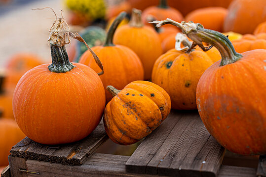 Assorted Small Pumpkins For Sale On Display In The Sun