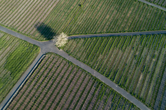 Single blossoming cherry tree standing at crossroad in vineyard, aerial view