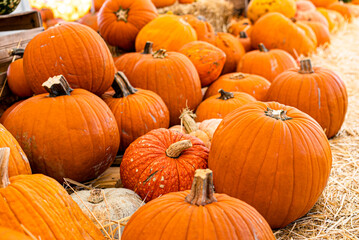 Lot of Pumpkins for Sale Pumpkin Patch