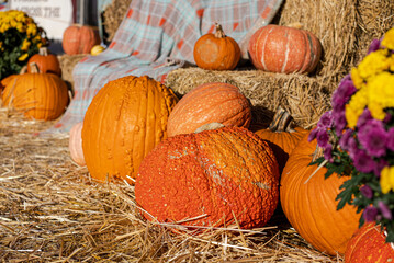 Pumpkin Patch Deformed for Sale on Display