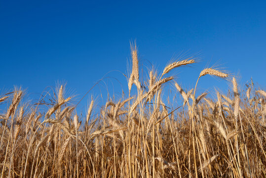Germany, rye field against blue sky