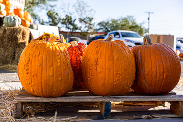 Several Vibrant Deformed Pumpkins on Display Pumpkin Patch