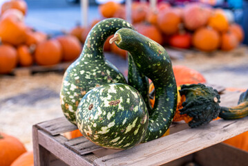 Two Green Deformed Squash or Pumpkins at Patch Sale