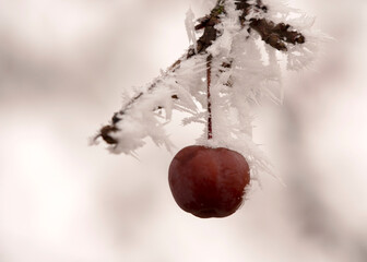 Frosted crab apple (Malus Floribunda)