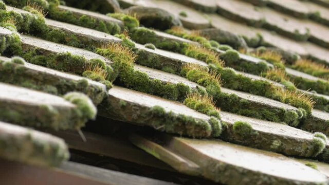 Close up Of green Moss growing on top of a Roof
