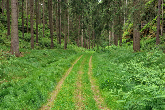 Germany, Saxony, Elbe Sandstone Mountains, dirt road in a forest
