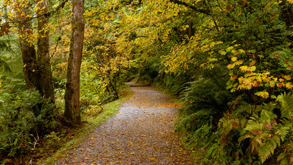 Yellow leaves adorn trees and carpet urban forest trail at Burnaby Mountain Park during early Fall