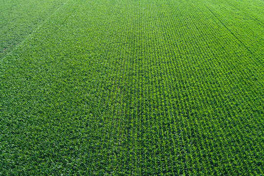 Germany, Bavaria, Drone view of vast green cornfield in summer