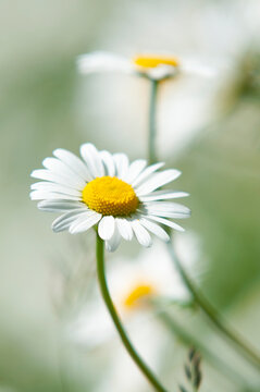 Oxeye daisy in bloom