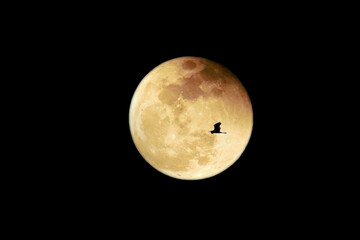 Silhoutte of birds flying moon background