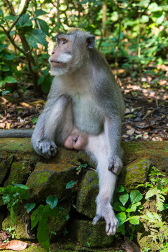Indonesia, Bali, Long-tailed macaque, Macaca fascicularis