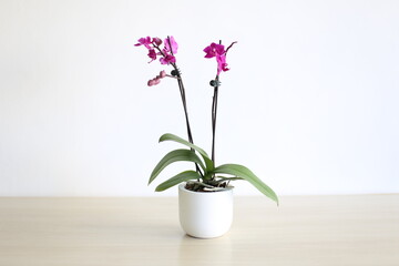Fototapeta na wymiar pink orchid in a vase