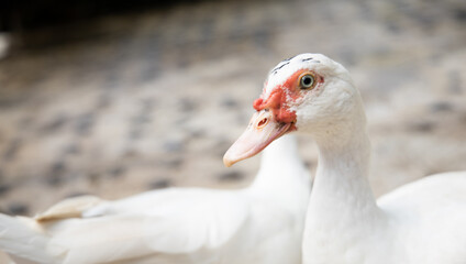 Portrait of a white geese with an orange beak. Goose as a security guard. 