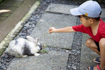 4 years boy playing and feeding a rabbit