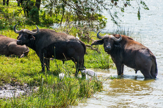 Africa, Uganda, Cape buffaloes, Syncerus caffer, Queen Elizabeth National Park