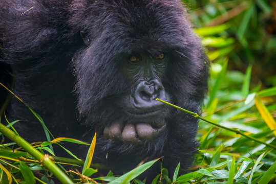 Rwanda, Virunga National Park, portrait of mountain gorilla